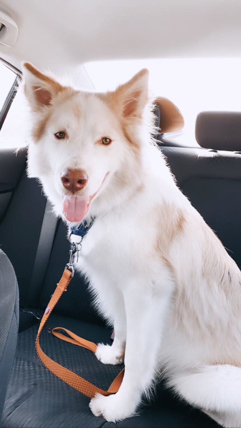 Odie, a Siberian Husky and Australian Cattle Dog mix tested with EmbarkVet.com