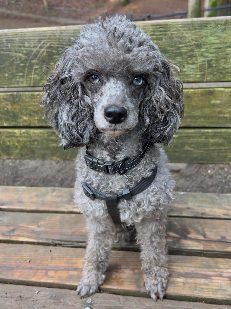 Ester, a Poodle (Small) tested with EmbarkVet.com