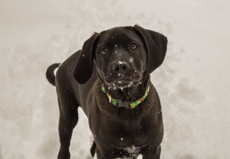 Bode, a Labrador Retriever and Coonhound mix tested with EmbarkVet.com
