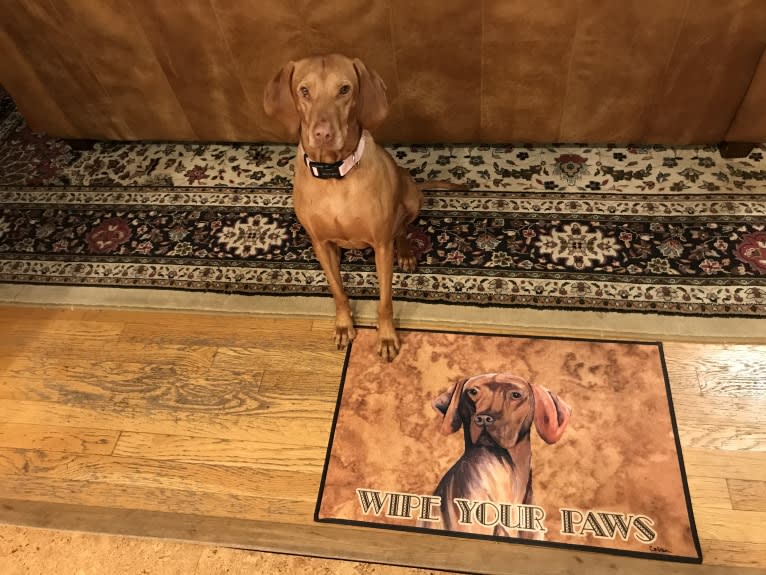 Daisy, a Vizsla tested with EmbarkVet.com