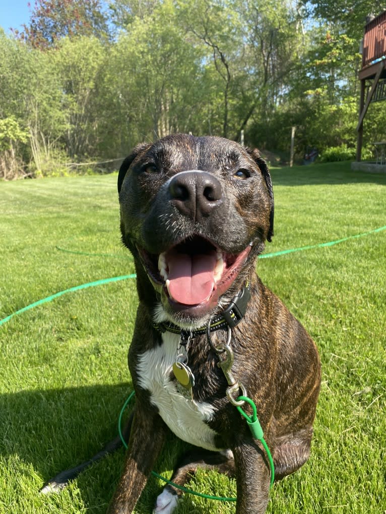 Yoshi, an American Bully and American Pit Bull Terrier mix tested with EmbarkVet.com