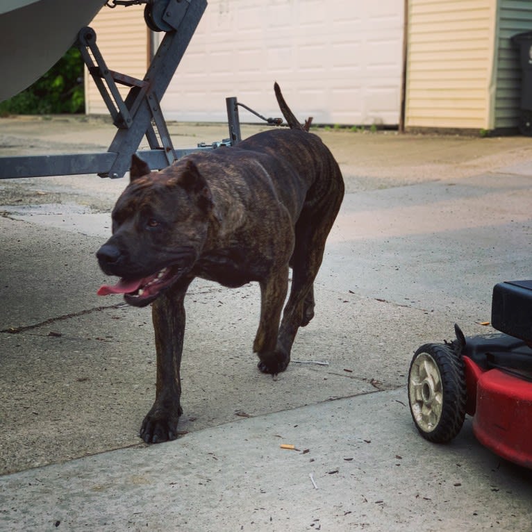 Tess, a Perro de Presa Canario tested with EmbarkVet.com