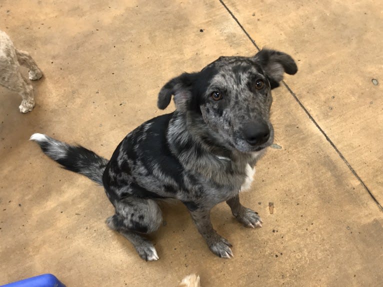Valerie, a Border Collie and Bloodhound mix tested with EmbarkVet.com
