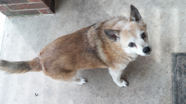 Lassie, a Pomeranian and Rat Terrier mix tested with EmbarkVet.com