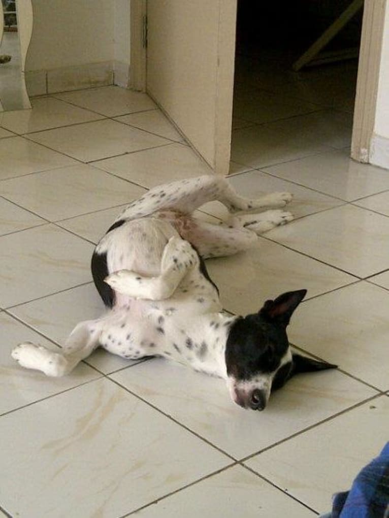 Scottie, an Arabian Village Dog tested with EmbarkVet.com