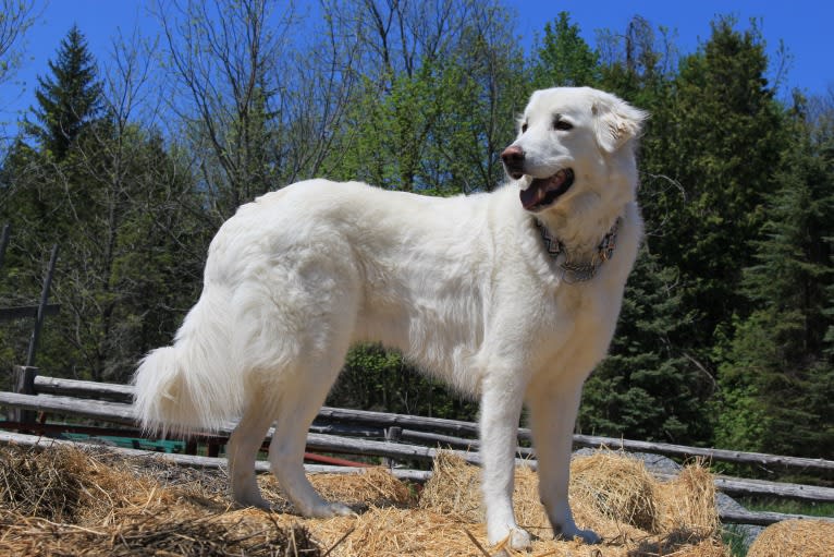 Milo, a Maremma Sheepdog tested with EmbarkVet.com