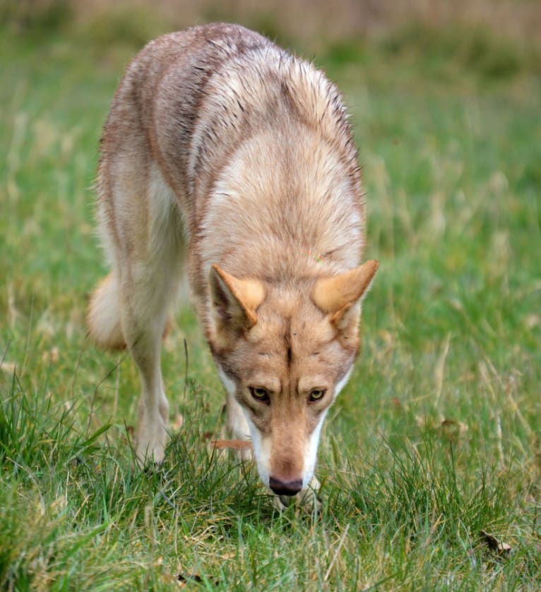 Rogue, a Saarloos Wolfdog tested with EmbarkVet.com