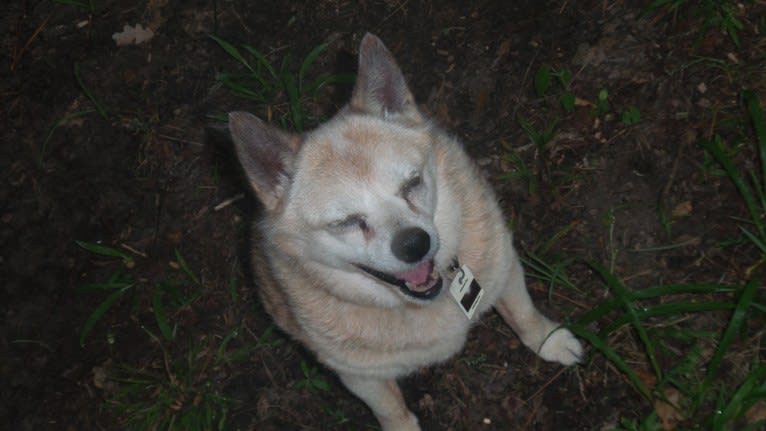 Lassie, a Pomeranian and Rat Terrier mix tested with EmbarkVet.com