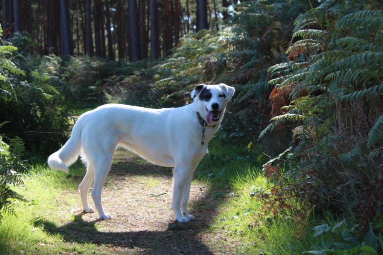 Roma, an European Village Dog tested with EmbarkVet.com