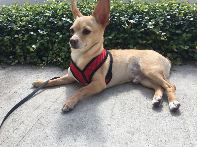 Puppet, a Pomeranian and Chihuahua mix tested with EmbarkVet.com