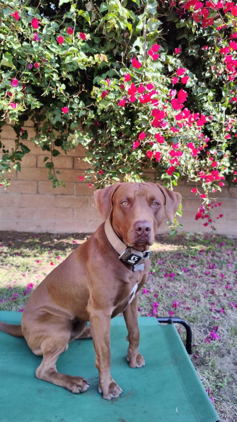 Kingston, a Weimaraner and Labrador Retriever mix tested with EmbarkVet.com