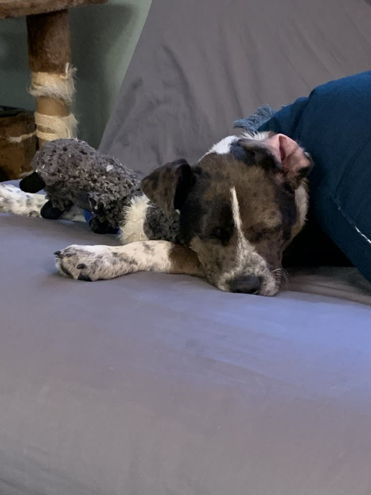 Miles, an Australian Cattle Dog and Boston Terrier mix tested with EmbarkVet.com