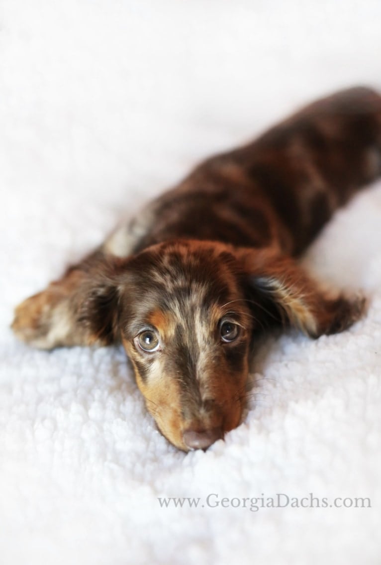 Sophie ROM, a Dachshund tested with EmbarkVet.com