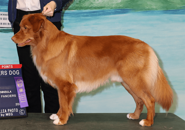 Gregory, a Nova Scotia Duck Tolling Retriever tested with EmbarkVet.com