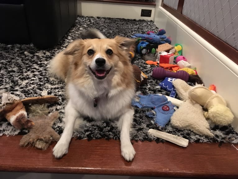 Eevee, an American Eskimo Dog and Miniature/MAS-type Australian Shepherd mix tested with EmbarkVet.com