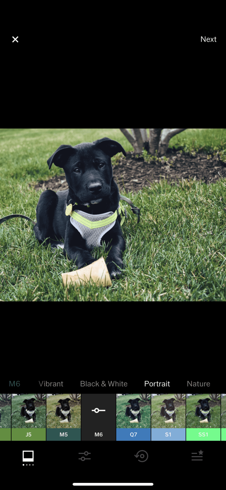 Mooshie, an American Pit Bull Terrier and German Shepherd Dog mix tested with EmbarkVet.com