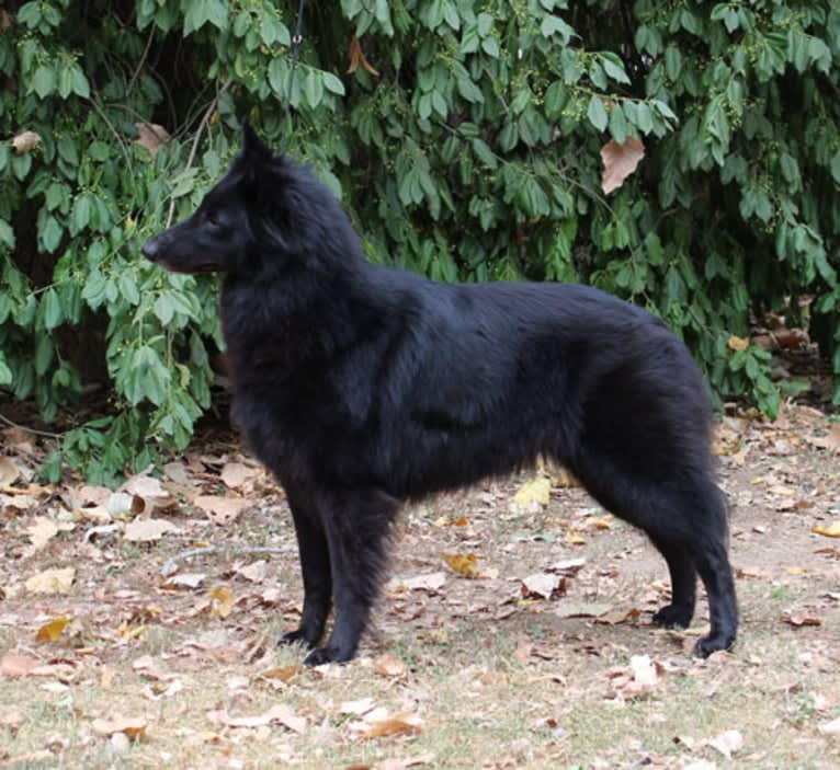 Star, a Belgian Shepherd tested with EmbarkVet.com