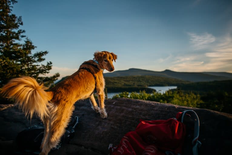 Tate, a Southeast Asian Village Dog tested with EmbarkVet.com