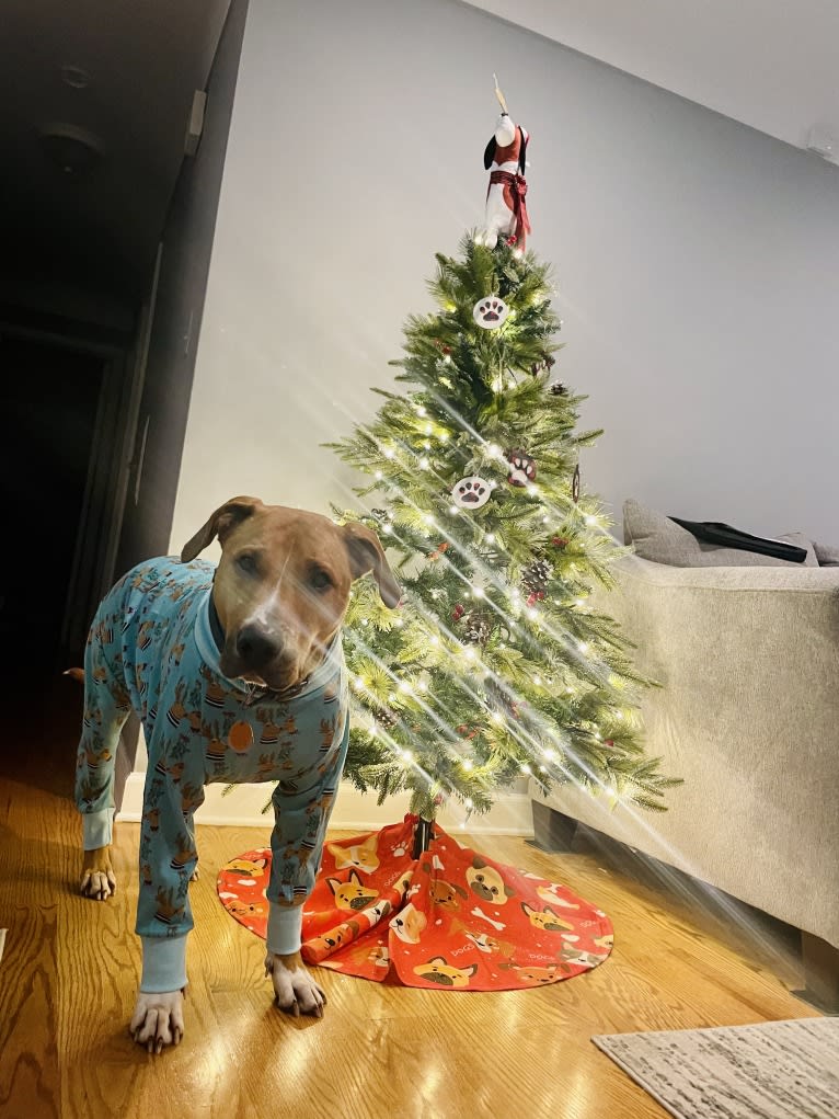 Simon, an American Pit Bull Terrier and Catahoula Leopard Dog mix tested with EmbarkVet.com