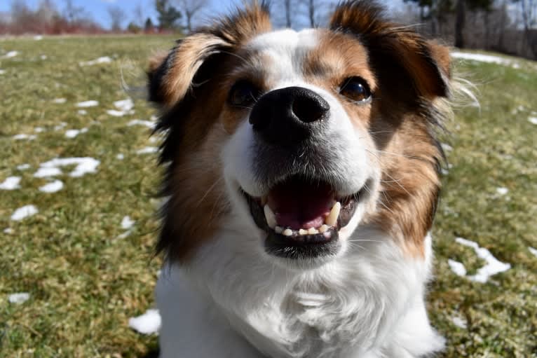 Cooper, an Australian Cattle Dog and Shih Tzu mix tested with EmbarkVet.com