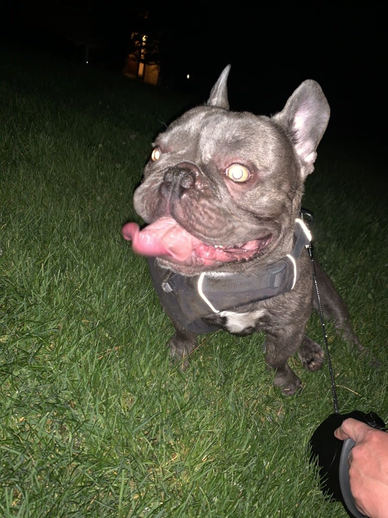 Nardo, a French Bulldog tested with EmbarkVet.com