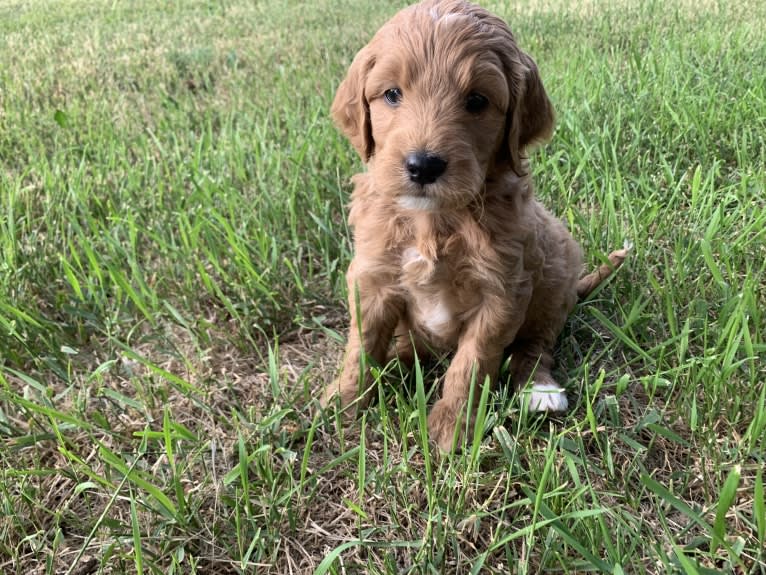 Black Collar, a Goldendoodle tested with EmbarkVet.com