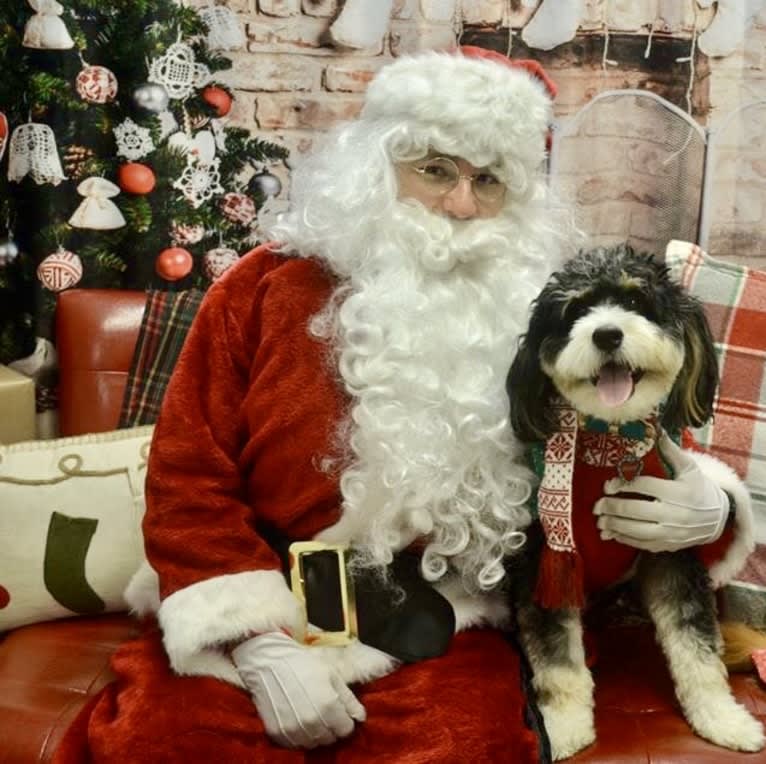 Drake, a Bernese Mountain Dog and Poodle (Small) mix tested with EmbarkVet.com