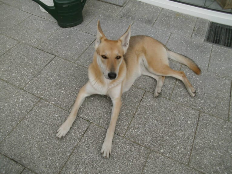 Kimi, a German Shepherd Dog (20.3% unresolved) tested with EmbarkVet.com