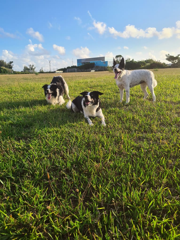 Gypsy, a Border Collie tested with EmbarkVet.com