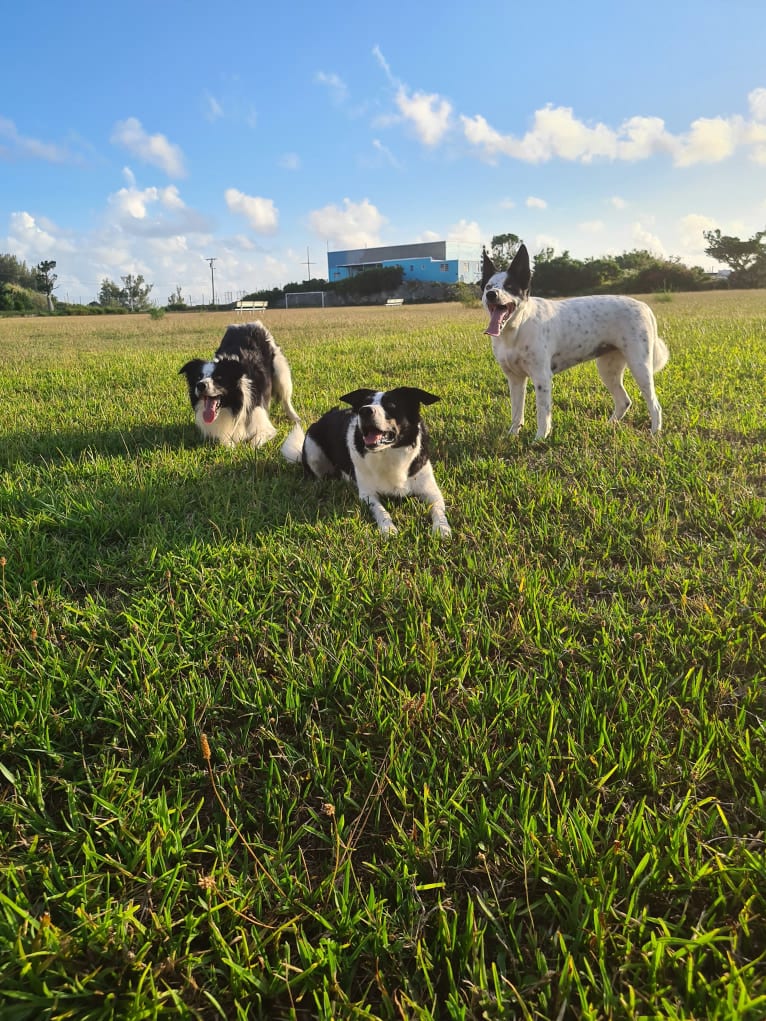 Gypsy, a Border Collie tested with EmbarkVet.com