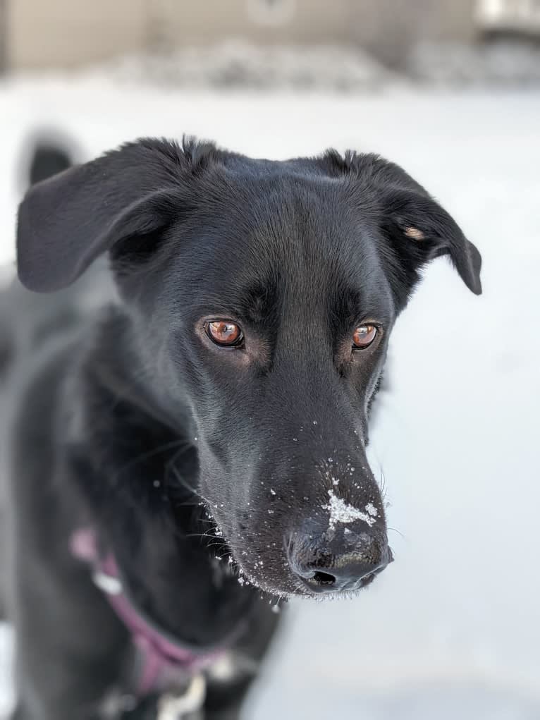 Kodiak, a German Shepherd Dog and Great Pyrenees mix tested with EmbarkVet.com