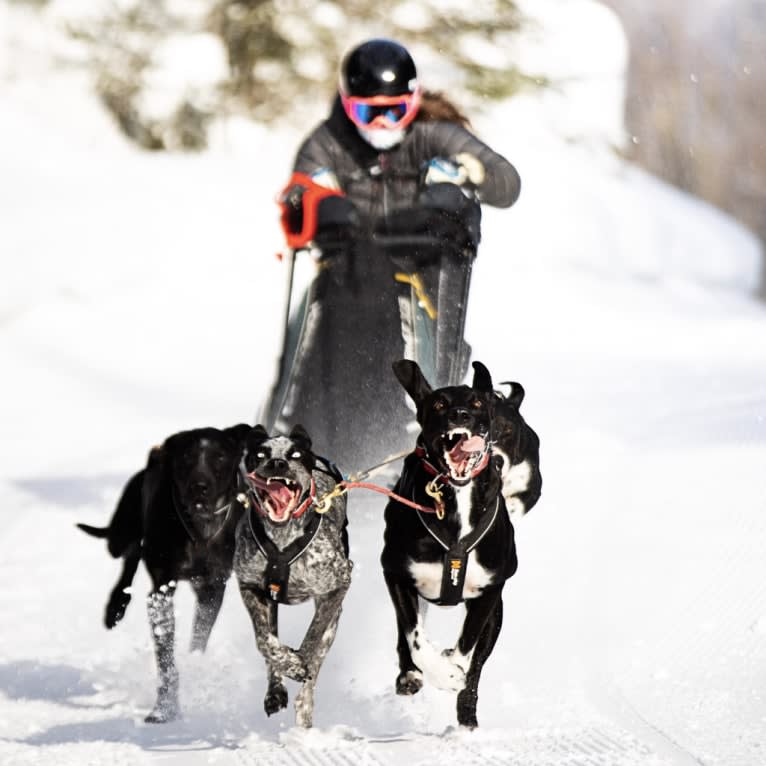 Astro Boots, an Alaskan-type Husky and German Shorthaired Pointer mix tested with EmbarkVet.com