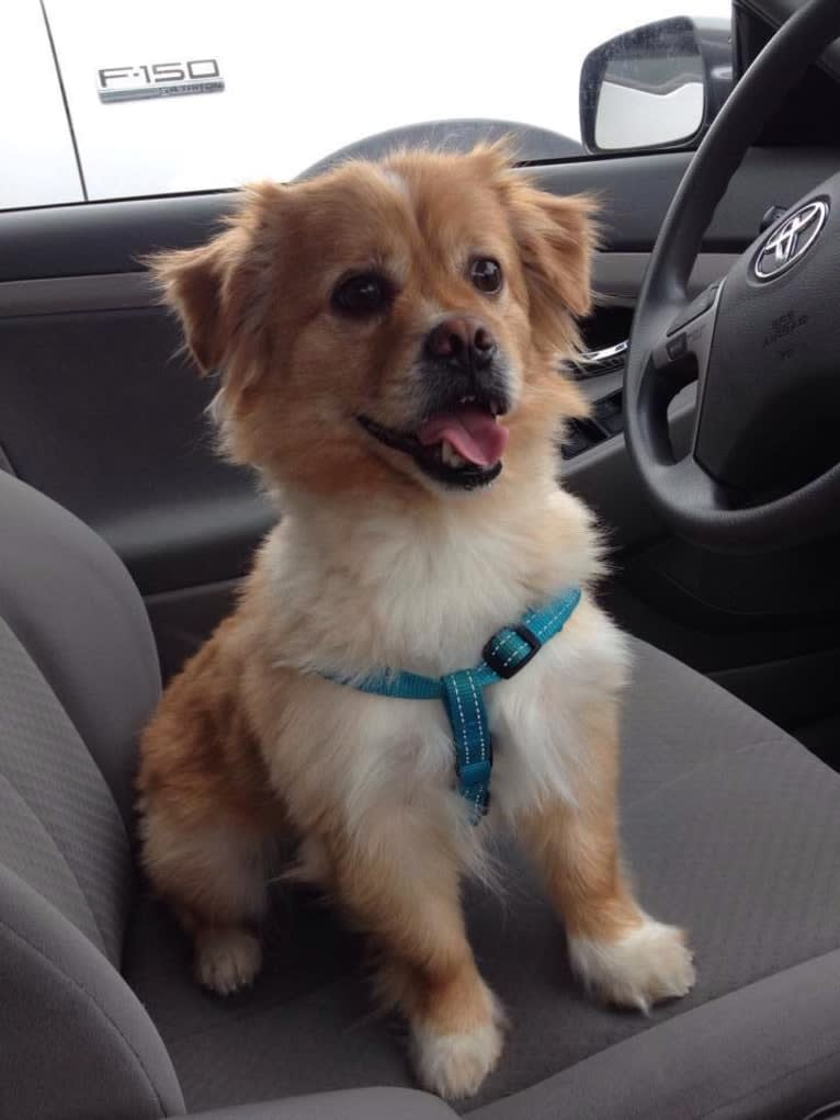 Macchiato, a Pekingese and Chihuahua mix tested with EmbarkVet.com