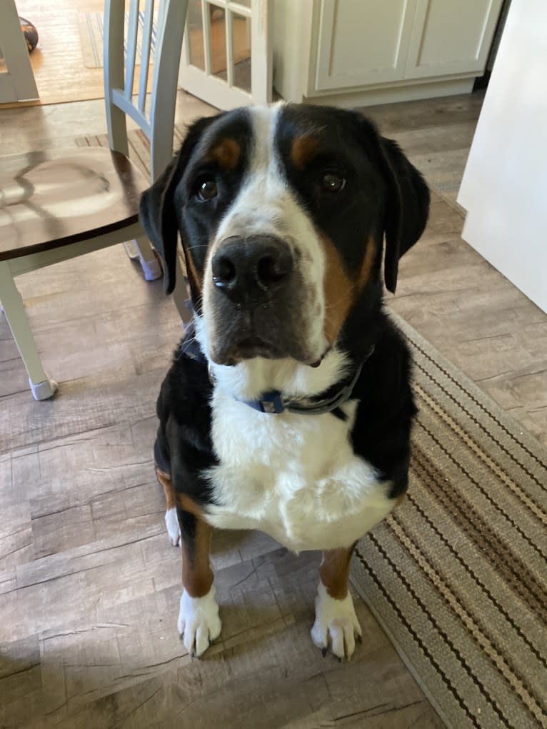 Charlie, a Greater Swiss Mountain Dog tested with EmbarkVet.com