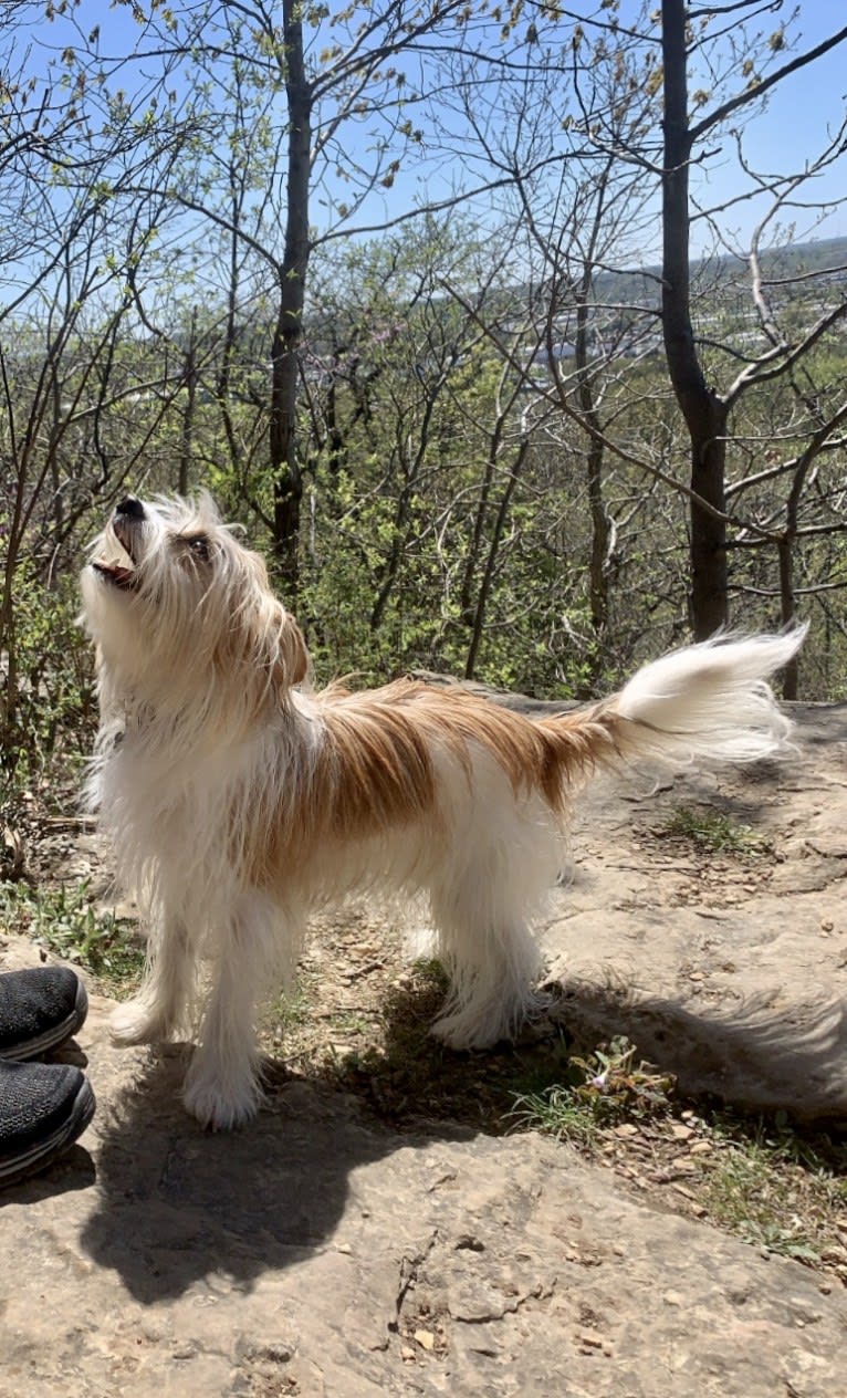 Finn, a Papillon and Maltese mix tested with EmbarkVet.com