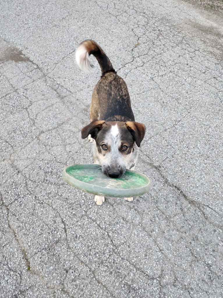 Nash, an Australian Shepherd and Labrador Retriever mix tested with EmbarkVet.com