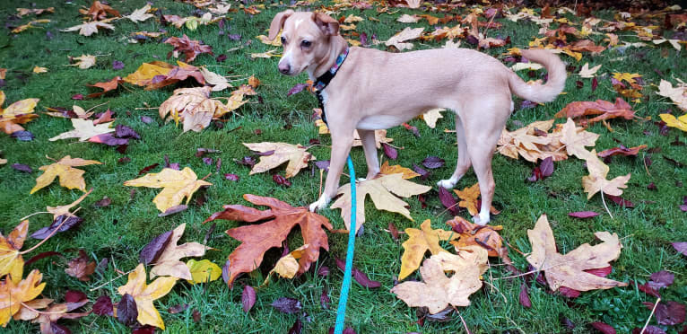 Marnie, a Chihuahua and Dachshund mix tested with EmbarkVet.com