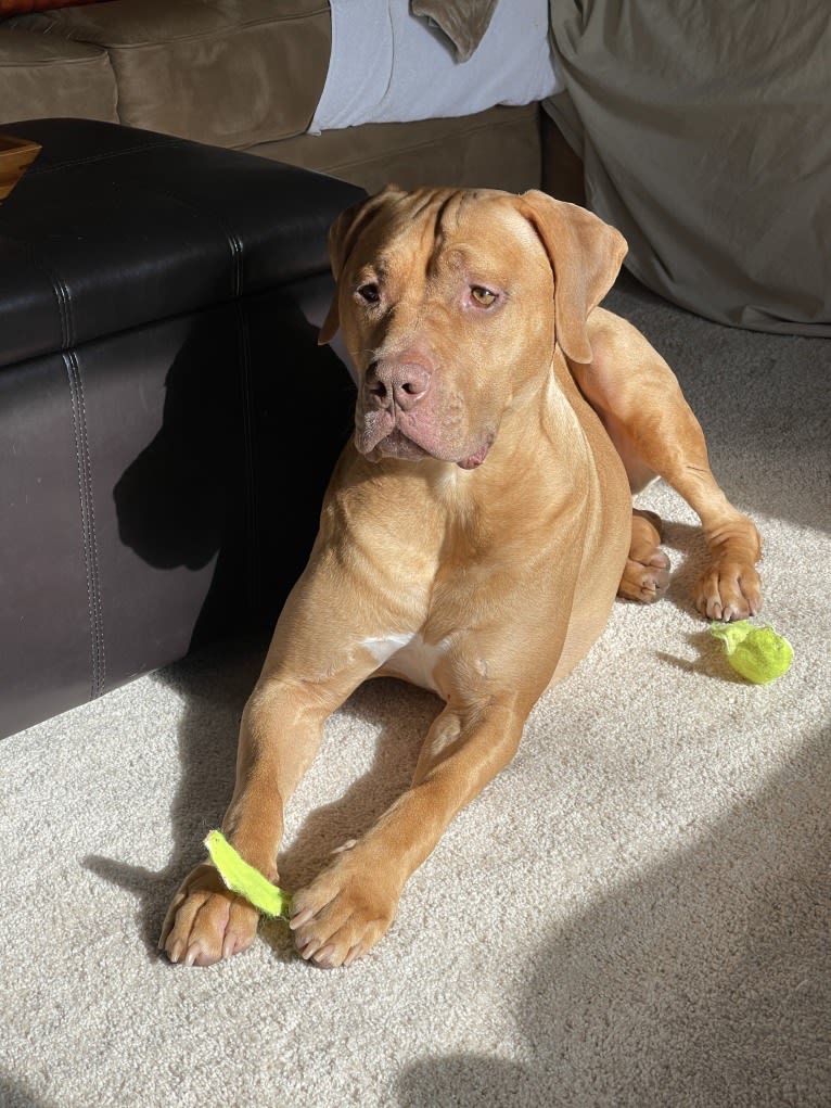 Marco, a Boerboel and American Pit Bull Terrier mix tested with EmbarkVet.com