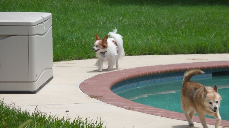 Lassie, a Pomeranian and Rat Terrier mix tested with EmbarkVet.com