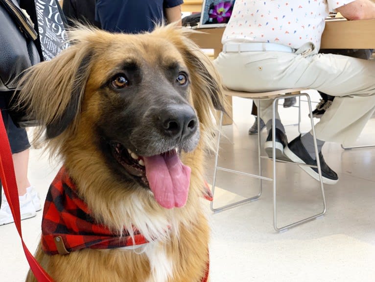 Bodhi, a German Shepherd Dog and Boxer mix tested with EmbarkVet.com