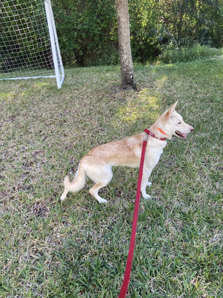 Moxie, a German Shepherd Dog and Siberian Husky mix tested with EmbarkVet.com