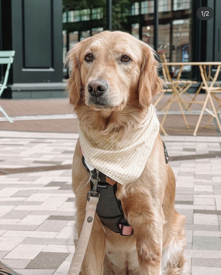 Marley, a Golden Retriever tested with EmbarkVet.com