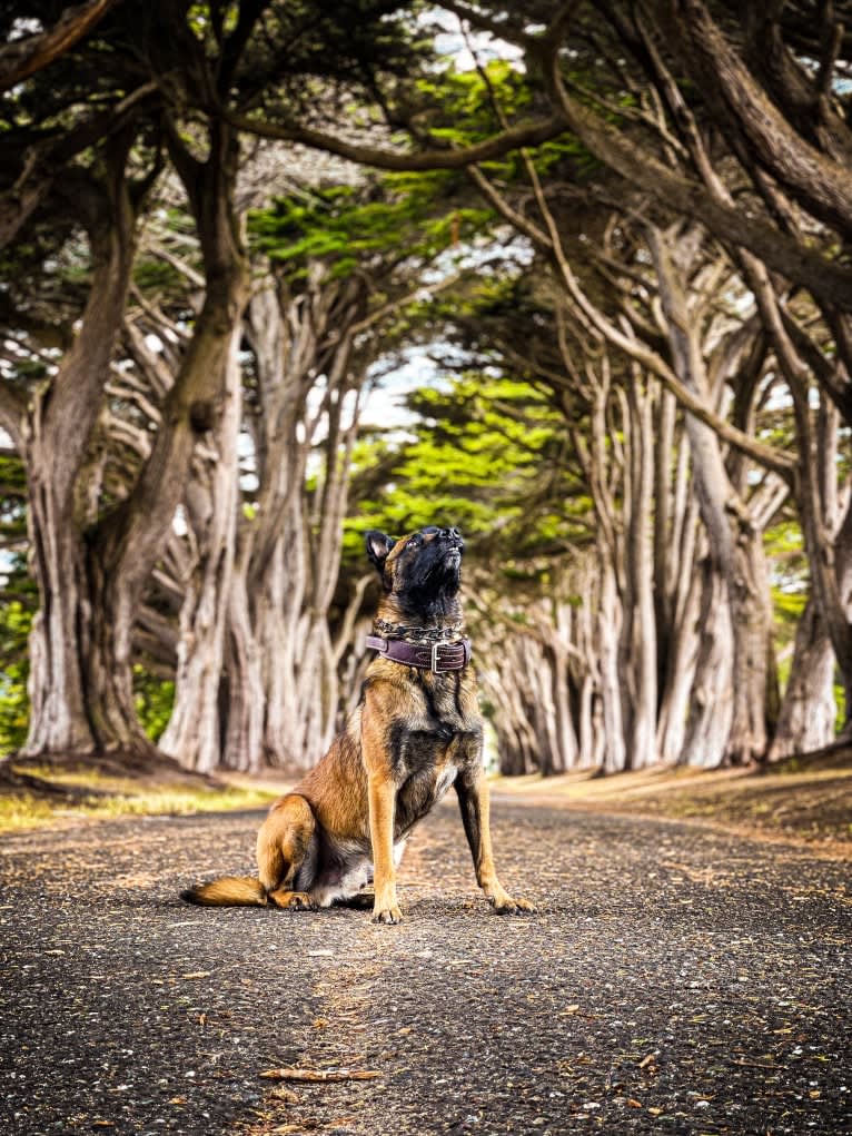 Bassie, a Dutch Shepherd tested with EmbarkVet.com