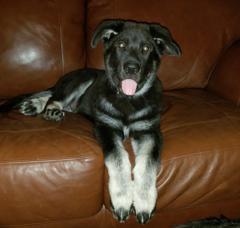 Draco, a German Shepherd Dog and Alaskan Malamute mix tested with EmbarkVet.com