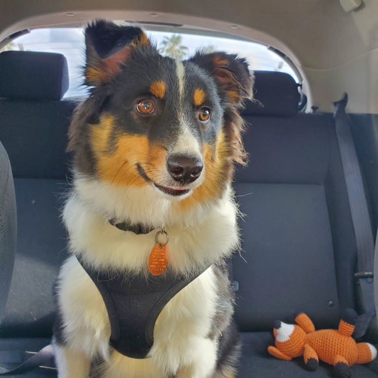 Oboe, an Australian Shepherd tested with EmbarkVet.com