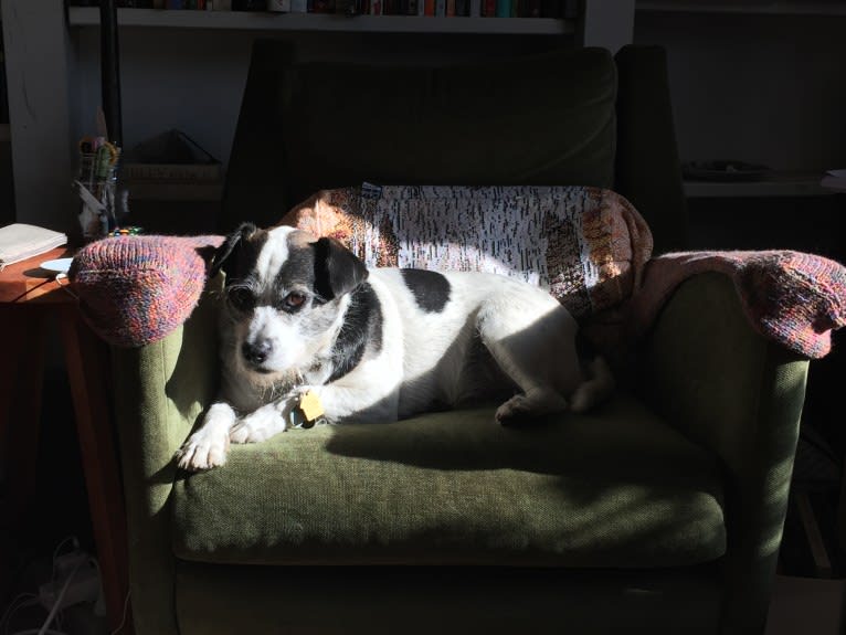 Dewey, a Chihuahua and American Pit Bull Terrier mix tested with EmbarkVet.com