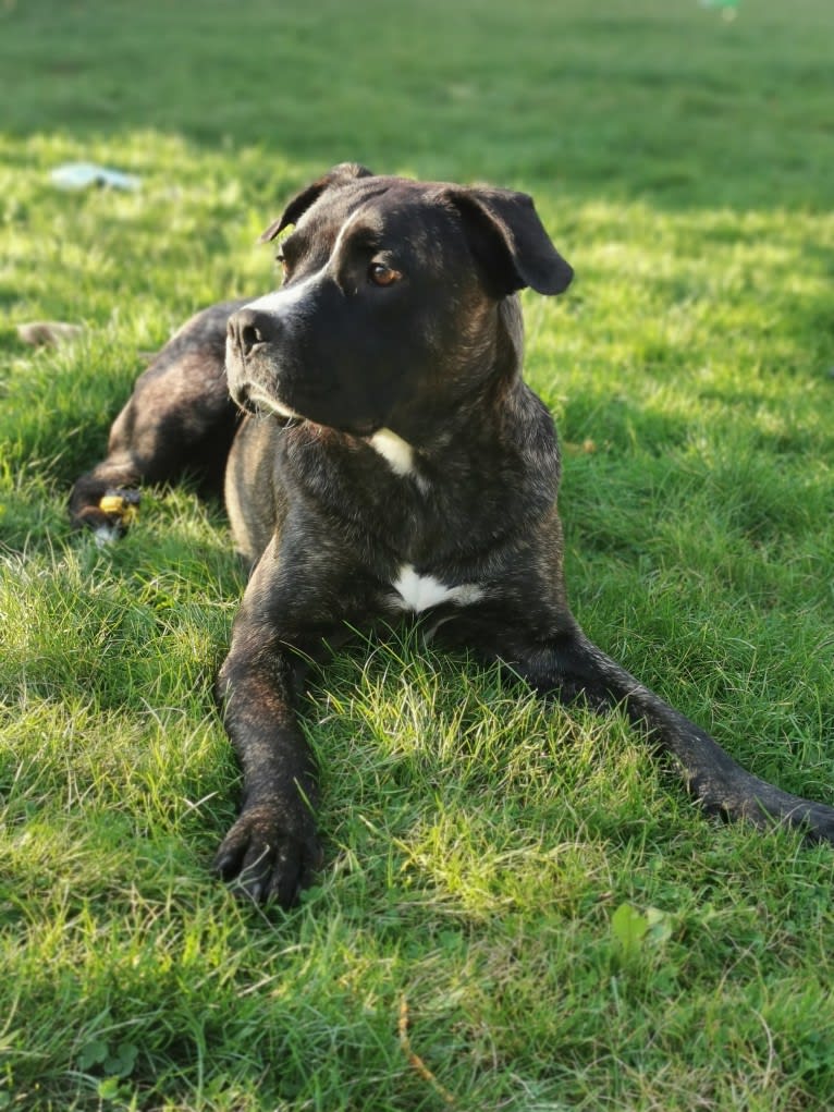 Abby, a German Shepherd Dog and Bulldog mix tested with EmbarkVet.com