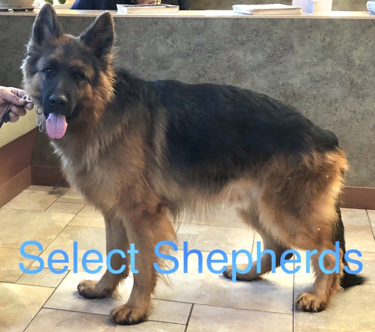 Pyro, a German Shepherd Dog tested with EmbarkVet.com