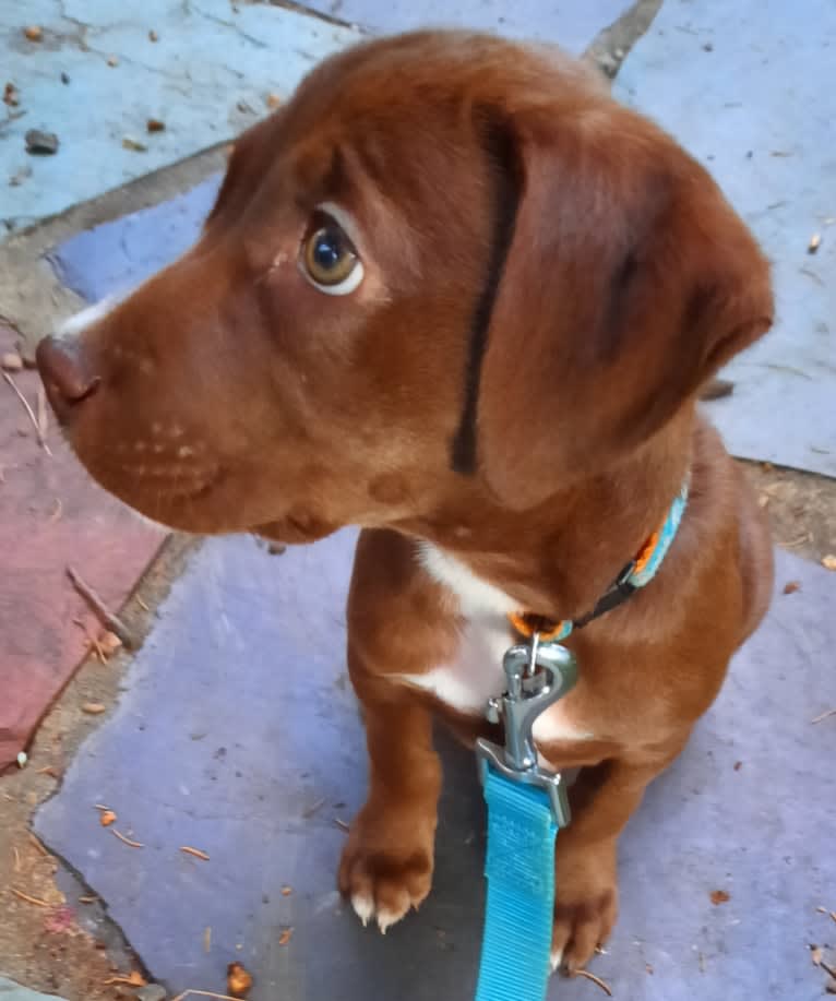 Valkyrie, a Golden Retriever and Labrador Retriever mix tested with EmbarkVet.com