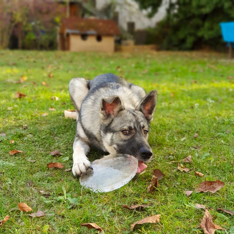 Gustav, a Siberian Husky and German Shepherd Dog mix tested with EmbarkVet.com